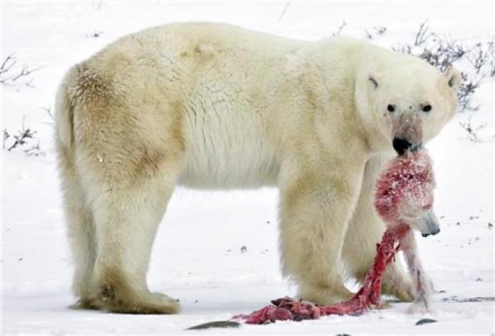 cannibal polar bear