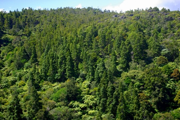 piha-kauri-forest