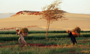 Harvard african land grab Farmers-work-in-thhe-Saha-007